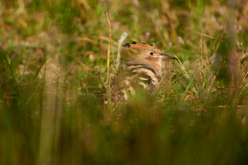 Striped hoopoe among the green grasses on the meadow. A colorful bird with a crest in the nature of...