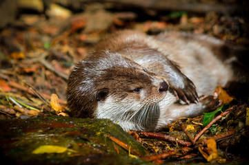 Otter lies on the branches and leaves