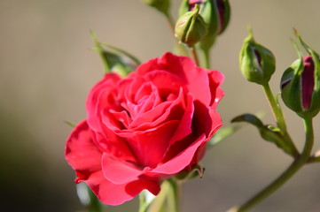 Red rose flower on a gray-brown background