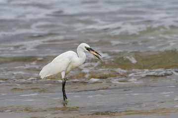 Little Egret Caught a Fish