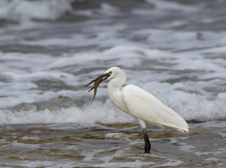Little Egret Caught a Fish