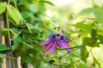 Passion Flower