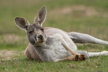 Kangaroo Looking at Camera