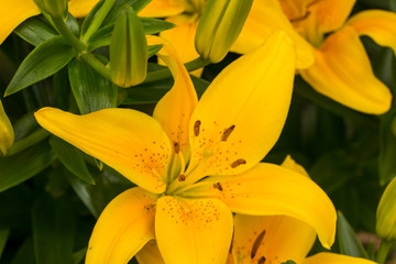 yellow lily flower