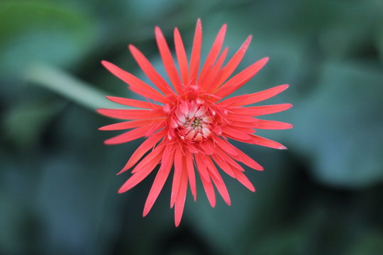 beautiful gerbera flower