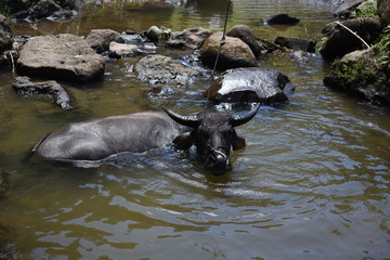 Fototapeta premium Buffalo in indonesia