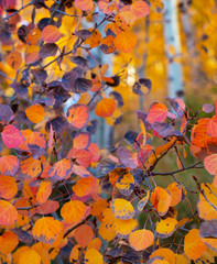 Brilliant colored Aspen leaves and trees in Fall 