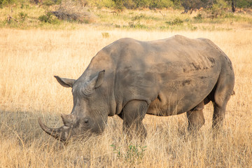 Profile portrait of male white rhinoceros,  Cerototherium simium, in African landscape in late afternoon sun
