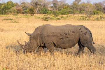 Fototapeta premium Profile portrait of male white rhinoceros, Cerototherium simium, in African landscape in late afternoon sun