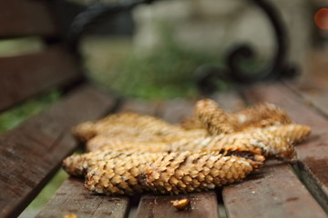 Pine cones on wooden bench in middle of frame 