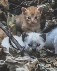 Cats