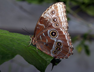 Blue Morpho Butterfly on Leaf