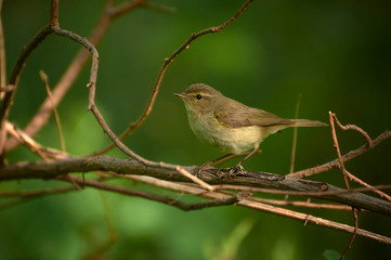 Striped hoopoe among the green grasses on the meadow. A colorful bird with a crest in the nature of the habitat. Ukraine.