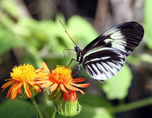 Butterfly feeding on a flower