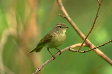 Obraz premium Striped hoopoe among the green grasses on the meadow. A colorful bird with a crest in the nature of the habitat. Ukraine.