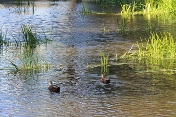 Walking Tours in Canada