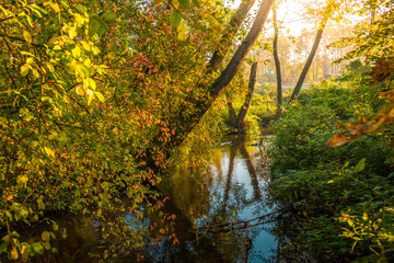 Spokojna rzeka nizinna w lesie, jesień. Rzeka Moszczenica  w okolicy Szczawina, gmina Zgierz, w rezerwacie Grądy nad Moszczenica
