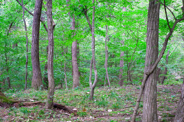 a woody forest