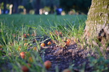 Frutos caídos