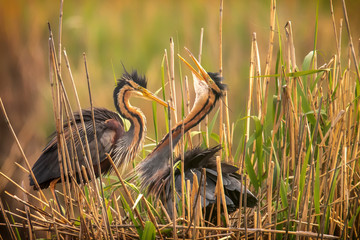 The Purple Heron (Ardea purpurea) is a bird of the heron family. To be seen here during the mating...