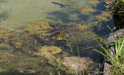 Grenouille
