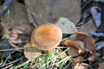 Walking Tours in Canada