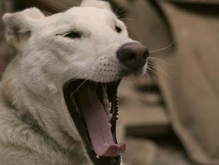 Obraz premium perro bostezando