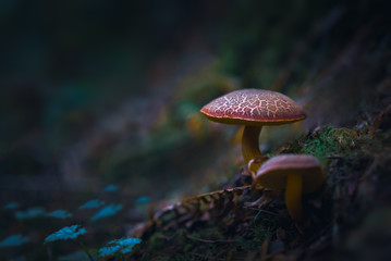 mushroom in forest