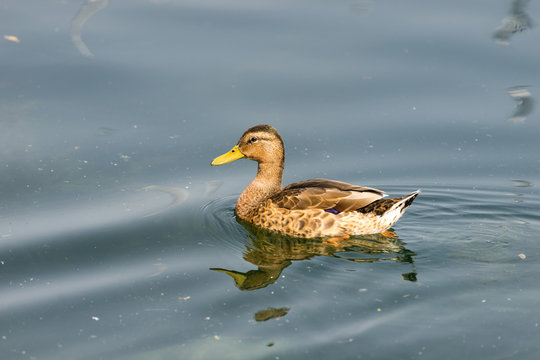 Swimming duck