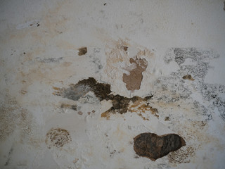 Black mold and mildew spots on humind wall or ceiling due to poor ventilation, fungus growth causing health problems after water damage indoor before removal or anti-mould treatment