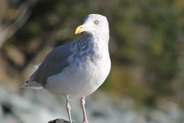 Walking Tours in Canada