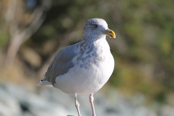 Walking Tours in Canada