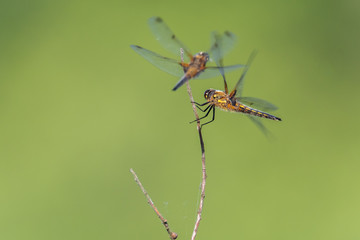 The four-spot (Libellula quadrimaculata) is one of the major dragonflies. Concept: animals or dragonflies