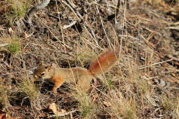 Walking Tours in Canada