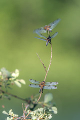 The four-spot (Libellula quadrimaculata) is one of the major dragonflies. Concept: animals or dragonflies