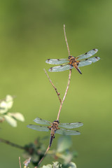 The four-spot (Libellula quadrimaculata) is one of the major dragonflies. Concept: animals or dragonflies