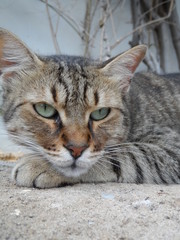 cute cat lie down sleeping looking beautifully