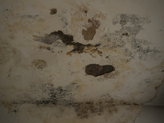 Black mold and mildew spots on humind wall or ceiling due to poor ventilation, fungus growth causing health problems after water damage indoor before removal or anti-mould treatment