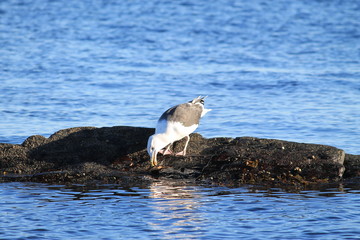 Walking Tours in Canada