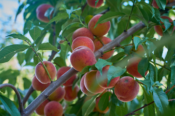 A branch of fresh peaches on a tree in a home garden.