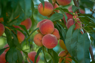 A branch of fresh peaches on a tree in a home garden.