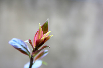 Fototapeta premium Lonely plant on gray background