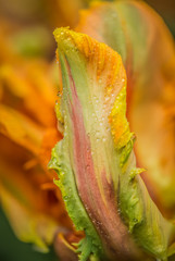 Tulips, Tulipa, Tulipmania Floral display