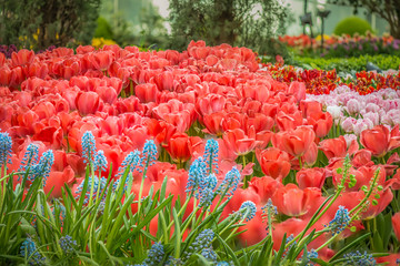 Tulips, Tulipa, Tulipmania Floral display