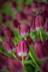 Naklejka premium Tulips, Tulipa, Tulipmania Floral display