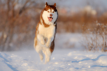 Happy running red husky dog in winter snow field © Hyperset