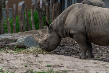 Naklejka premium Eastern black rhinoceros (Diceros bicornis michaeli)