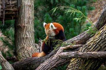 red panda (Ailurus fulgens)