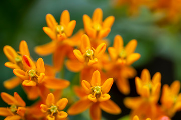 Fototapeta premium Closeup of orange flowers