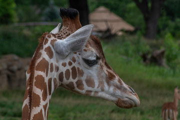 Giraffe (Giraffa)